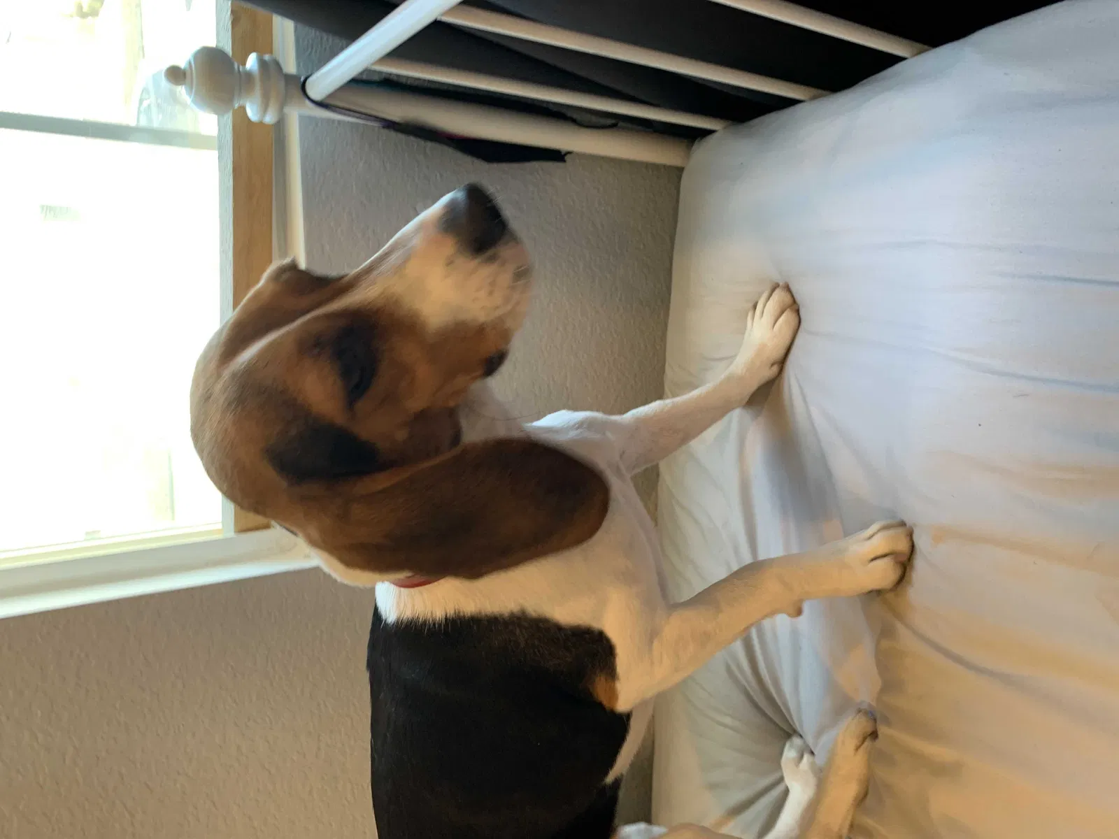 Found dog in Chino, CA, 91710