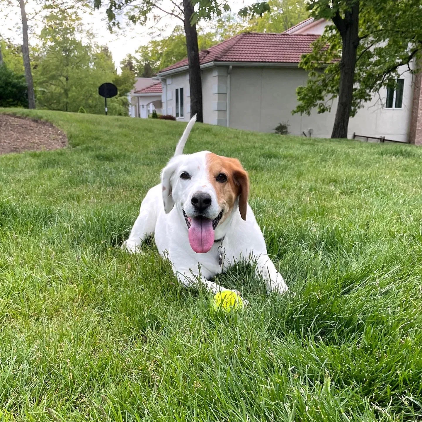 Lost dog in Lincoln Park, NJ, 7035