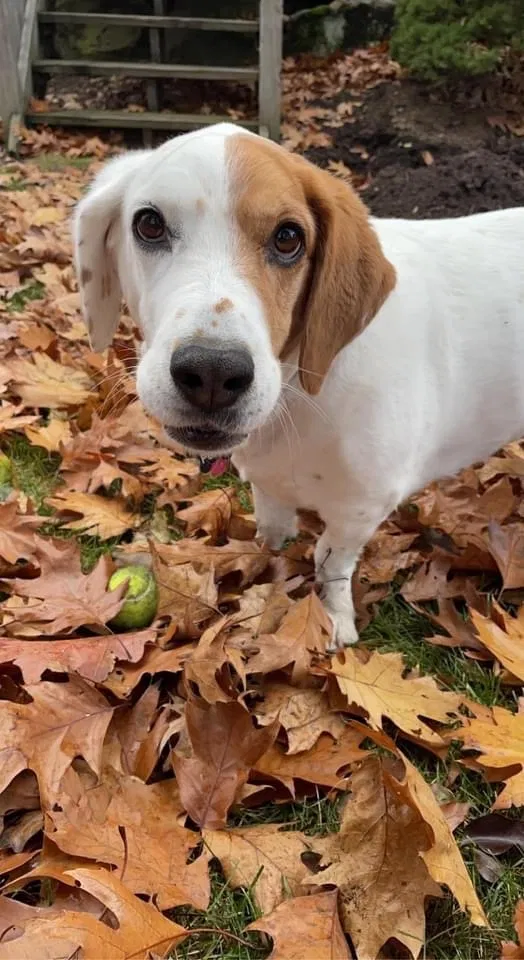 Lost dog in Lincoln Park, NJ, 7035