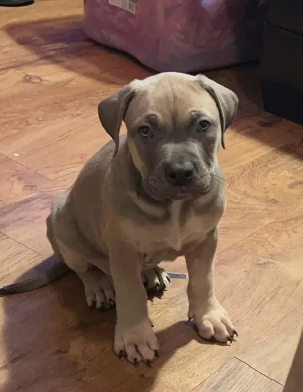 Lost dog in Kansas City, MO, 64132