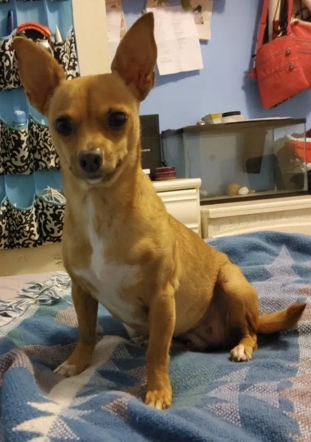 Lost dog in Houston, TX, 77066