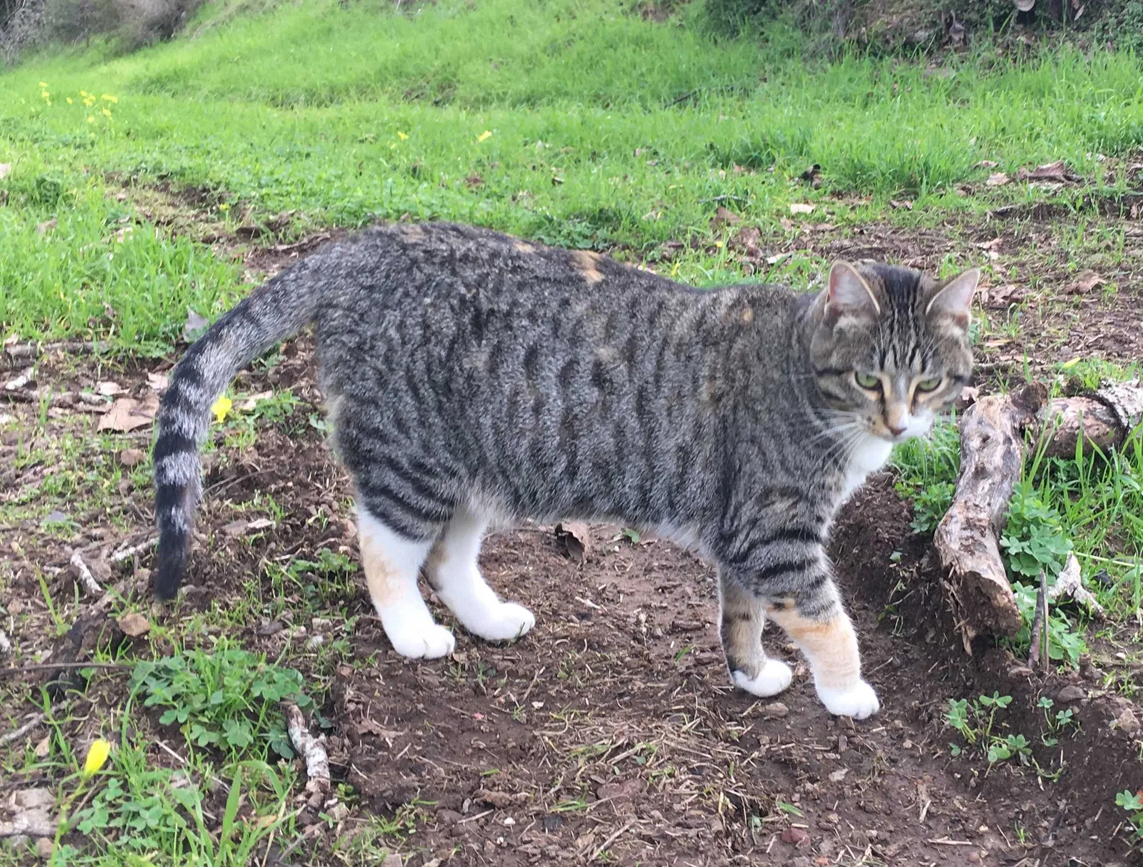 Lost cat in Vancouver, WA, 98661