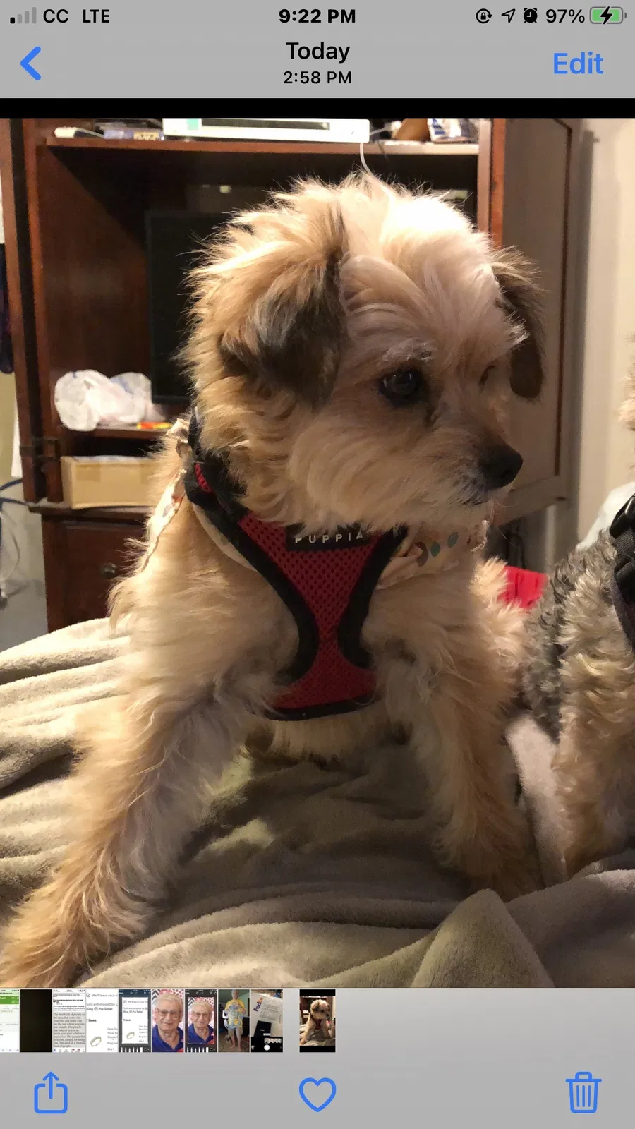 Lost dog in Bixby, OK, 74008
