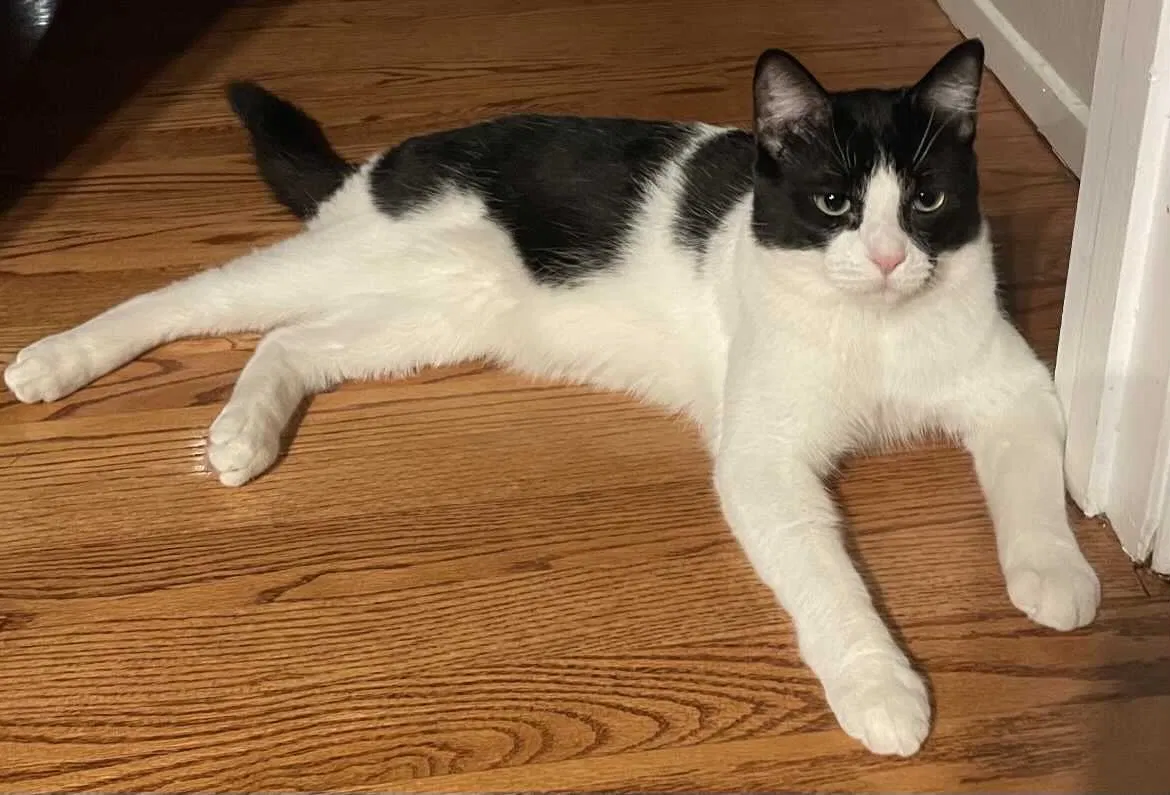 Lost cat in Lafayette, CA, 94549