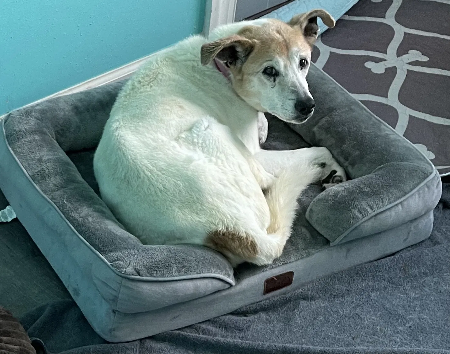 Lost dog in La Vergne, TN, 37086