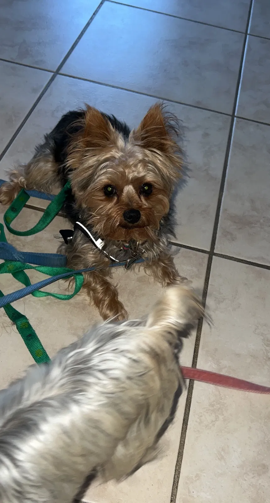 Lost dog in Hemet, CA, 92545