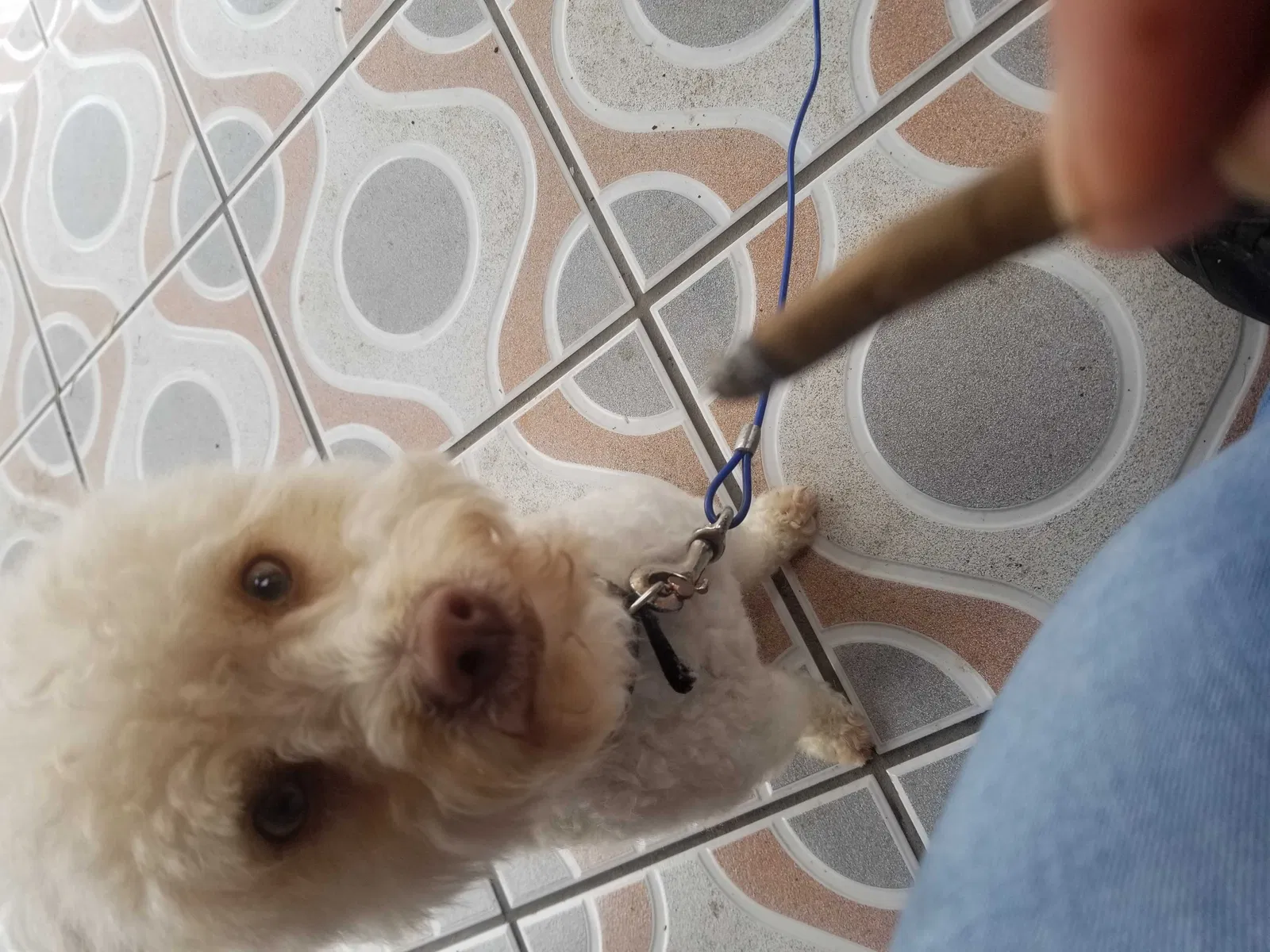 Lost dog in Long Beach, CA, 90805