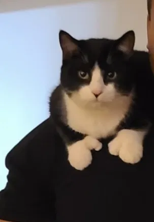Lost cat in Stratford, CT, 6615