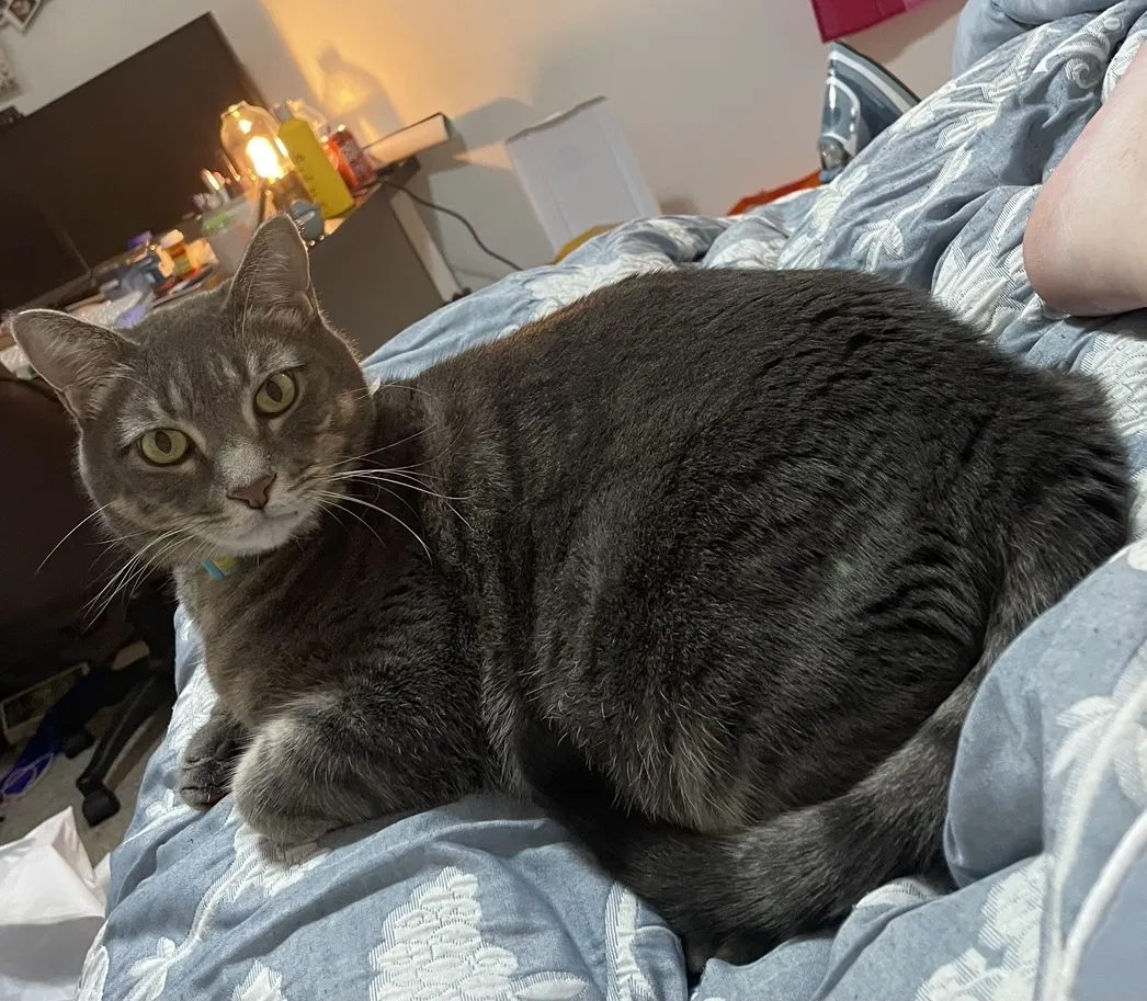 Lost cat in Phoenix, AZ, 85013