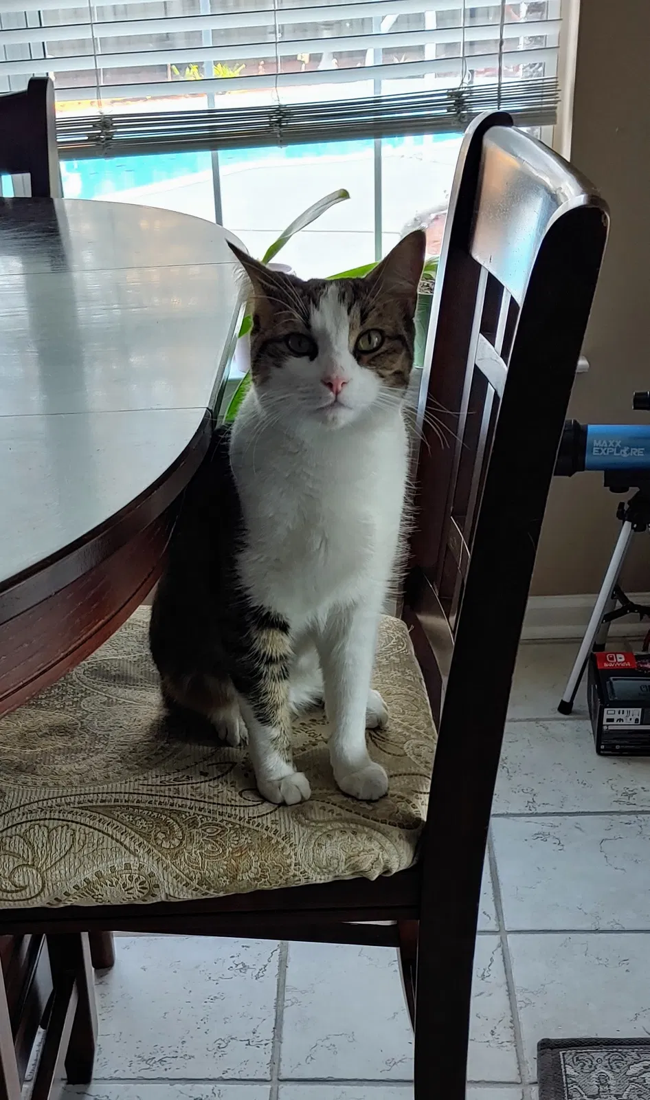Lost cat in Goose Creek, SC, 29445