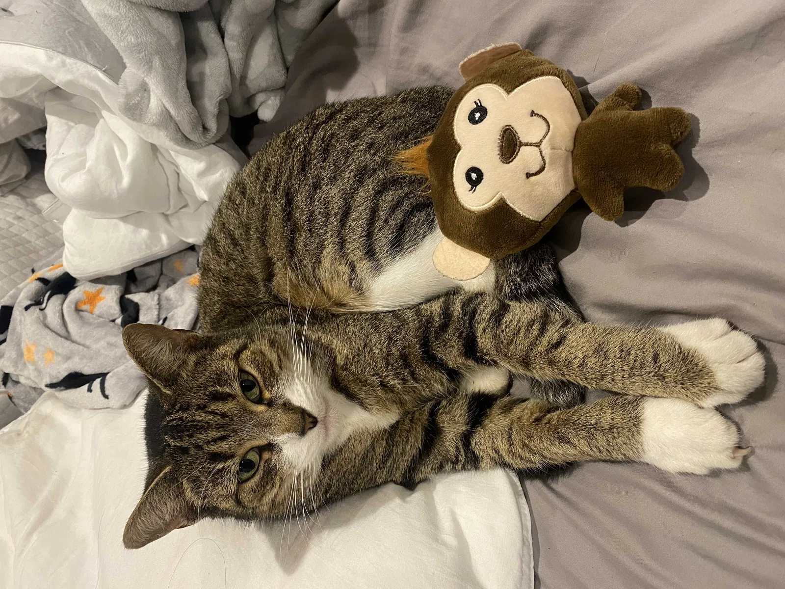 Lost cat in Ladson, SC, 29456