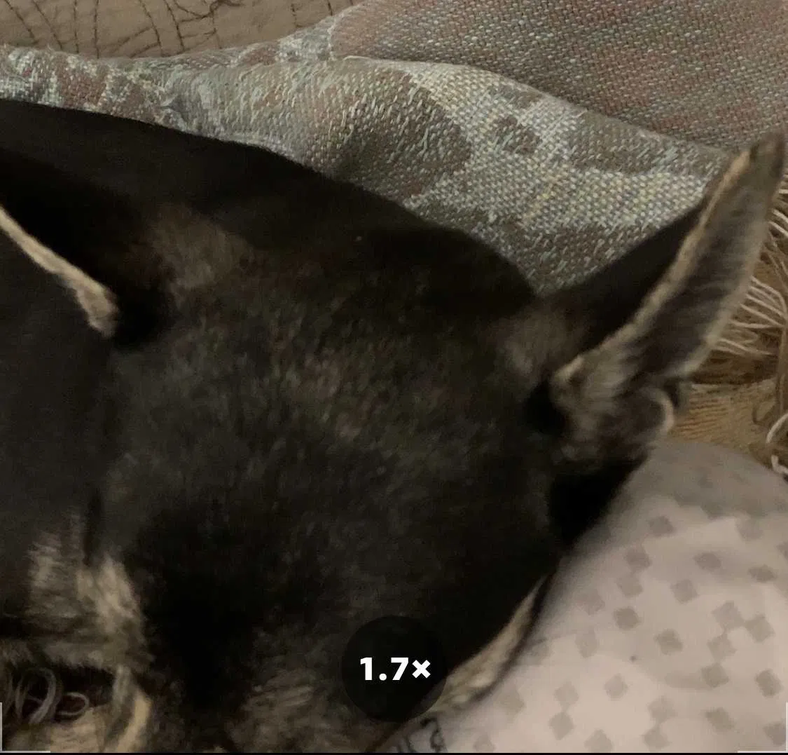 Found dog in Fayetteville, NC, 28311