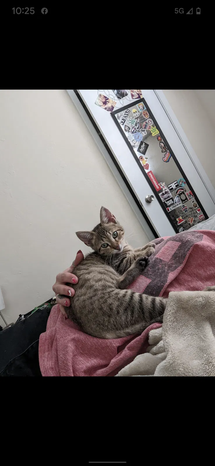 Lost cat in Fort Lauderdale, FL, 33311