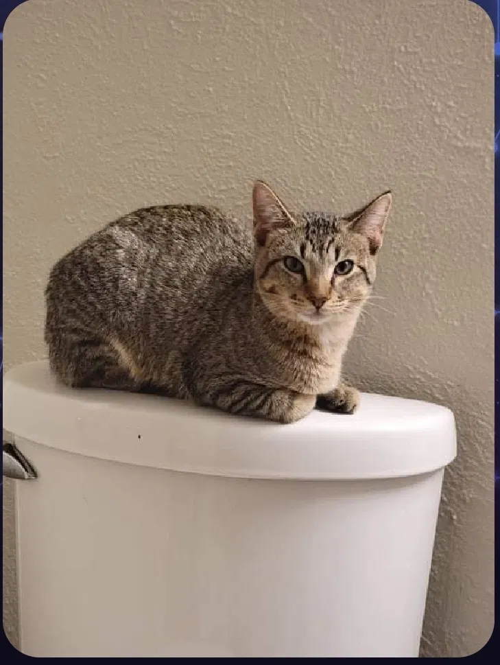 Lost cat in Burleson, TX, 76028