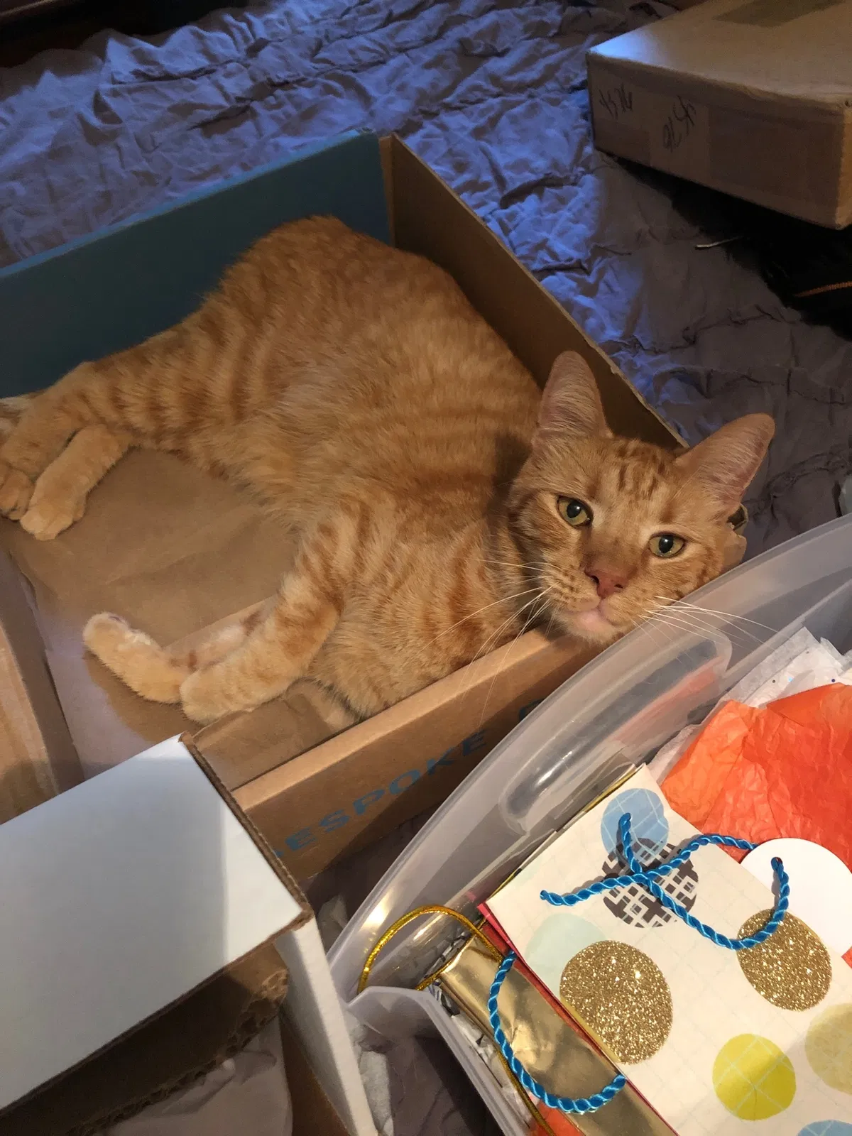 Lost cat in Saint Petersburg, FL, 33710