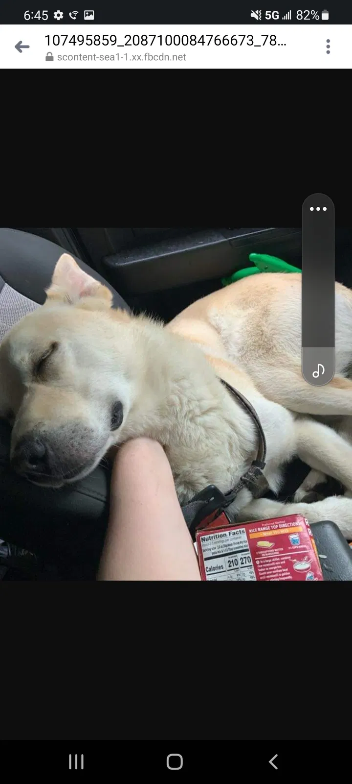 Lost dog in Seattle, WA, 98188