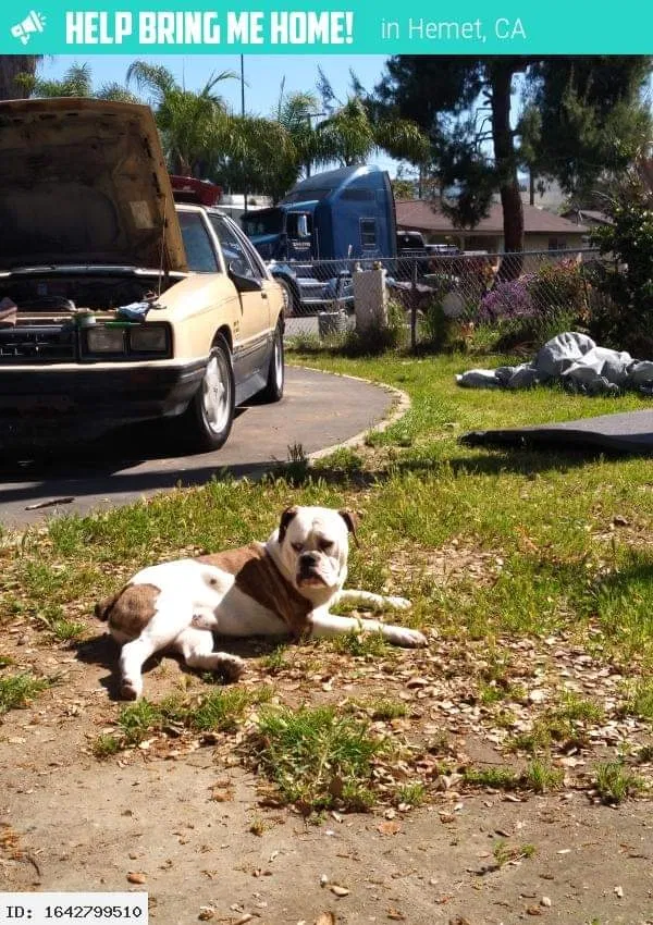 Found dog in Hemet, CA, 92544
