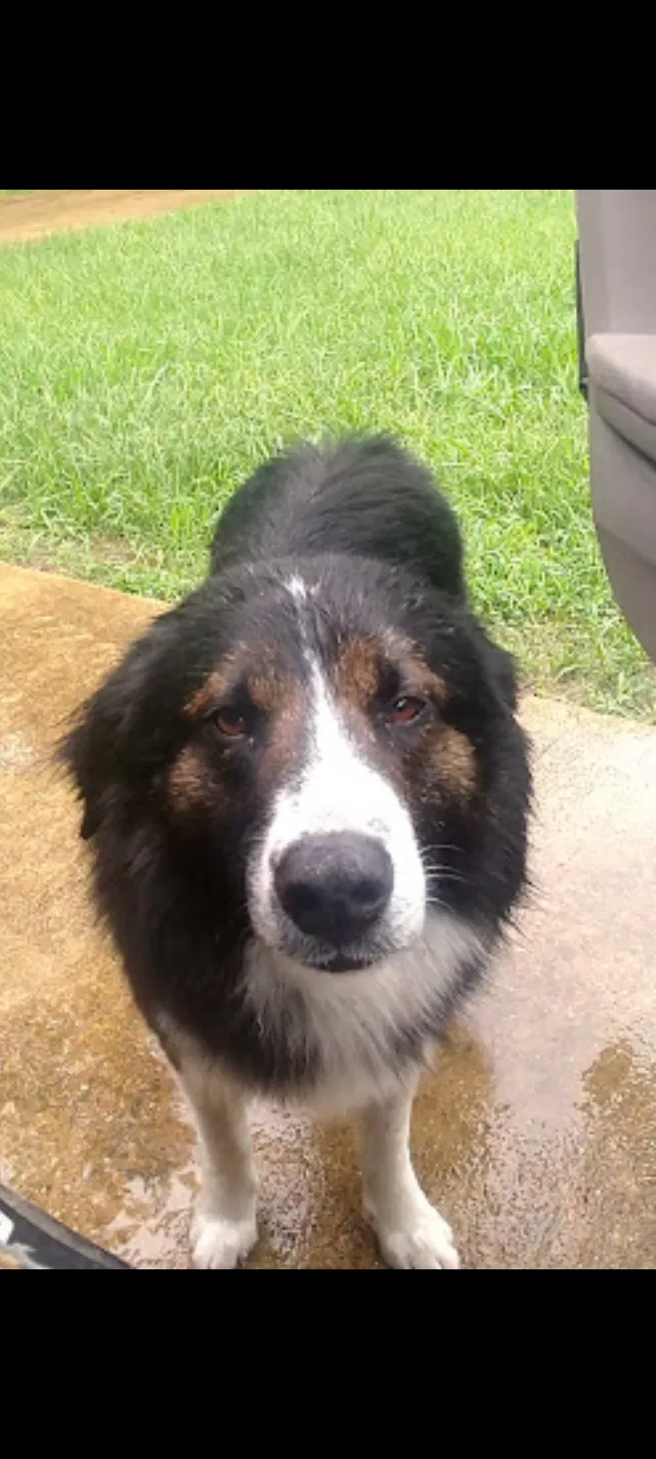 Lost dog in Noxapater, MS, 39346