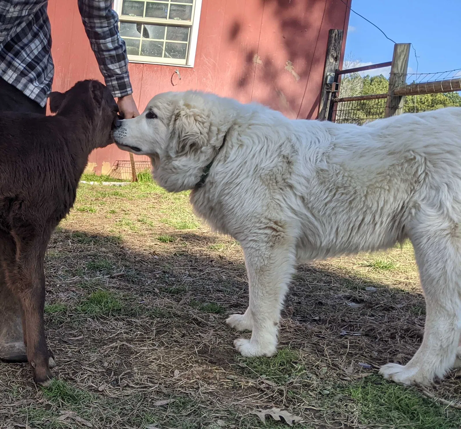 Lost dog in Fuquay Varina, NC, 27526