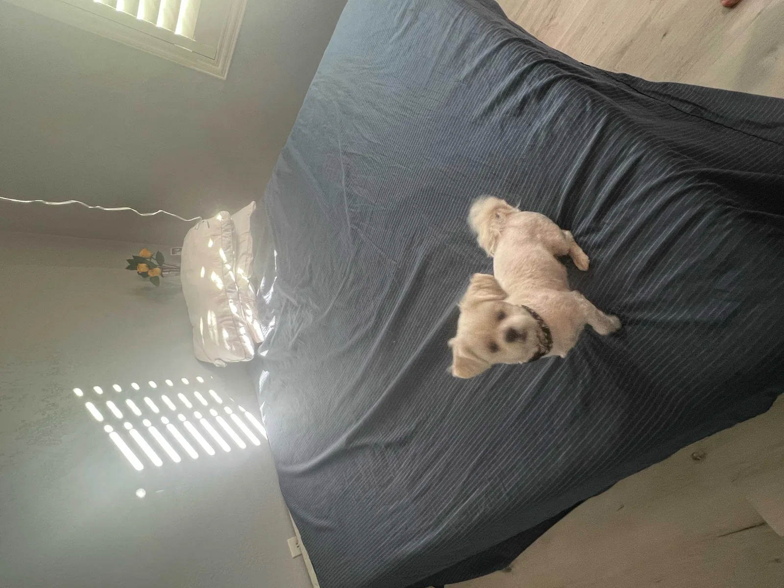 Lost dog in San Jacinto, CA, 92583