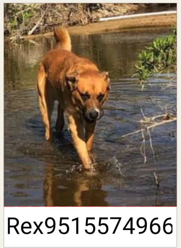 Lost dog in Perris, CA, 92570