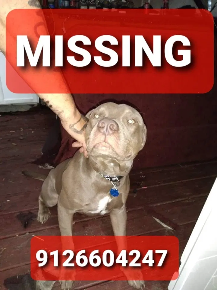 Lost dog in Savannah, GA, 31404