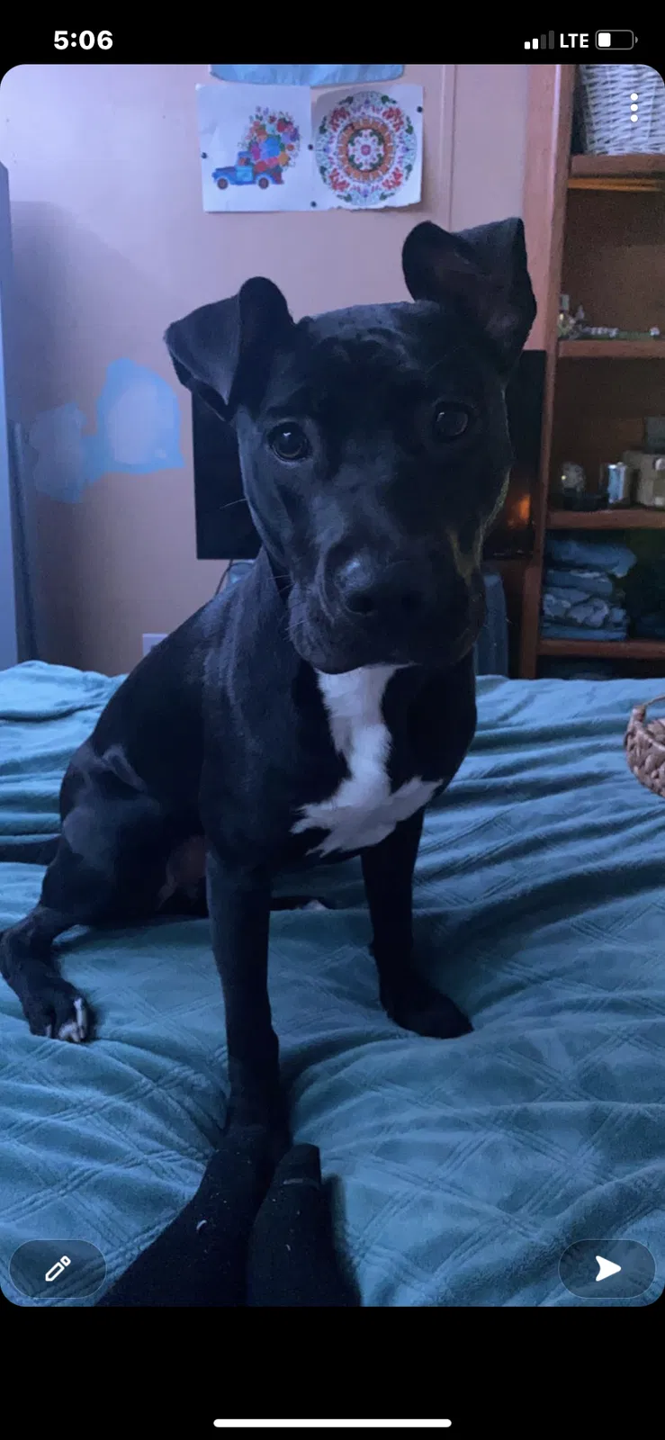 Lost dog in Spring, TX, 77381