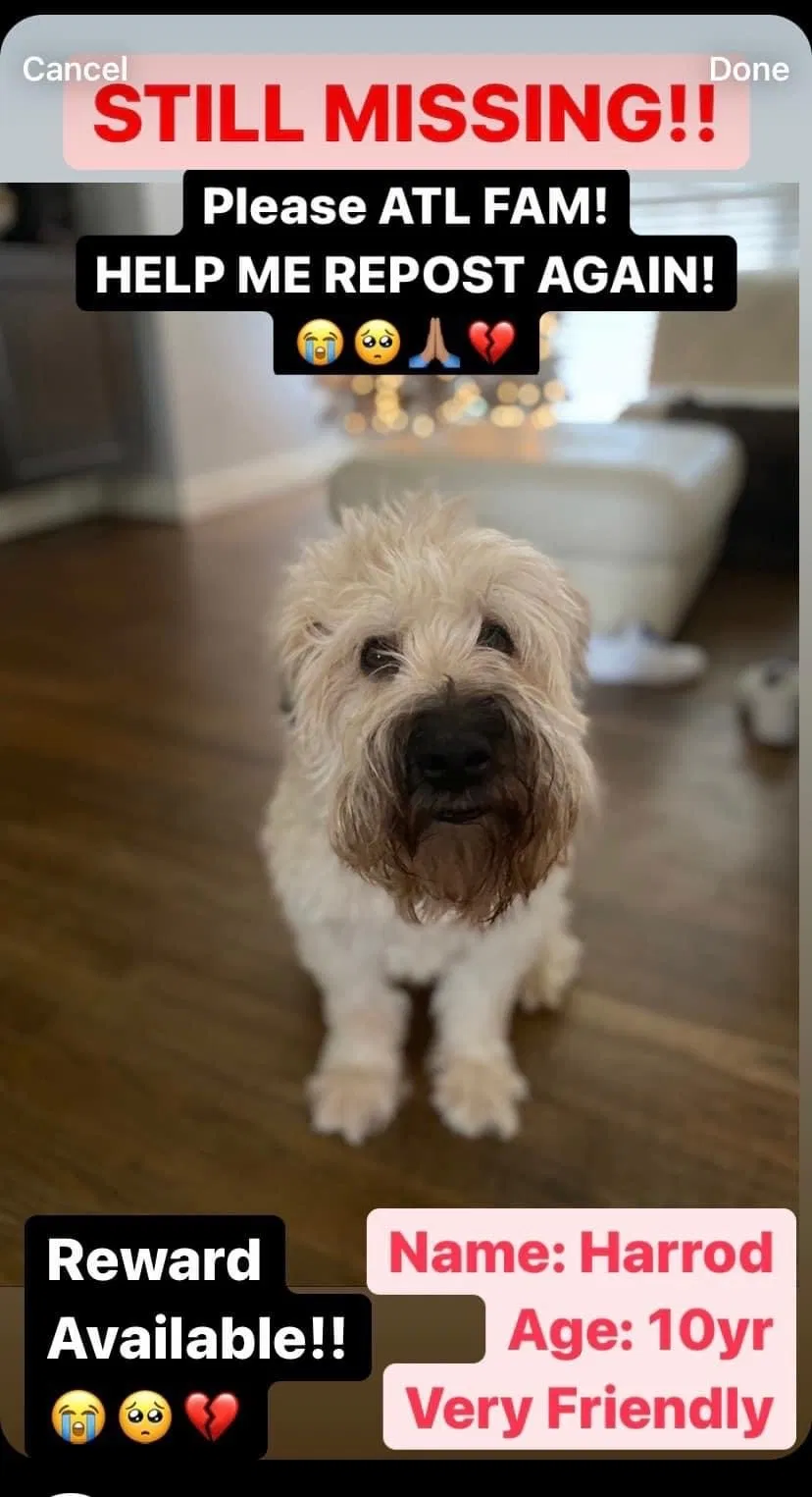 Lost dog in Atlanta, GA, 30345