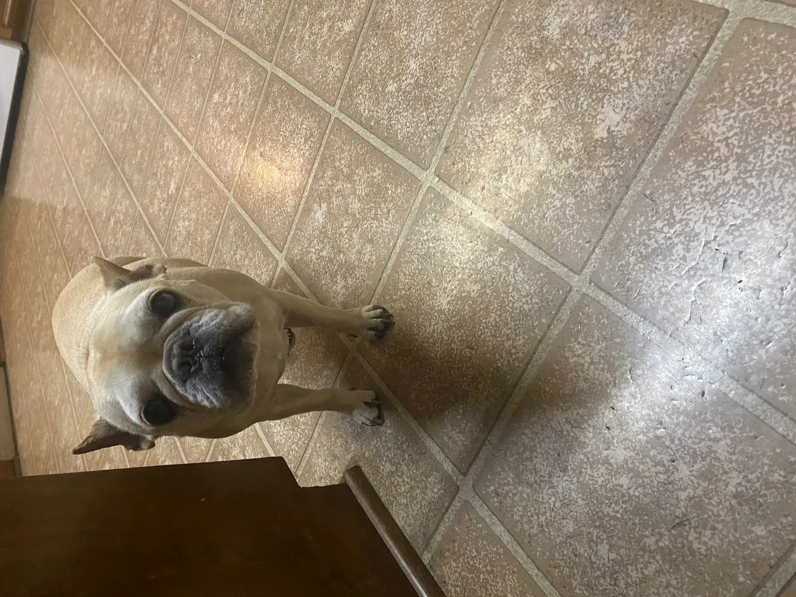 Lost dog in Katy, TX, 77494