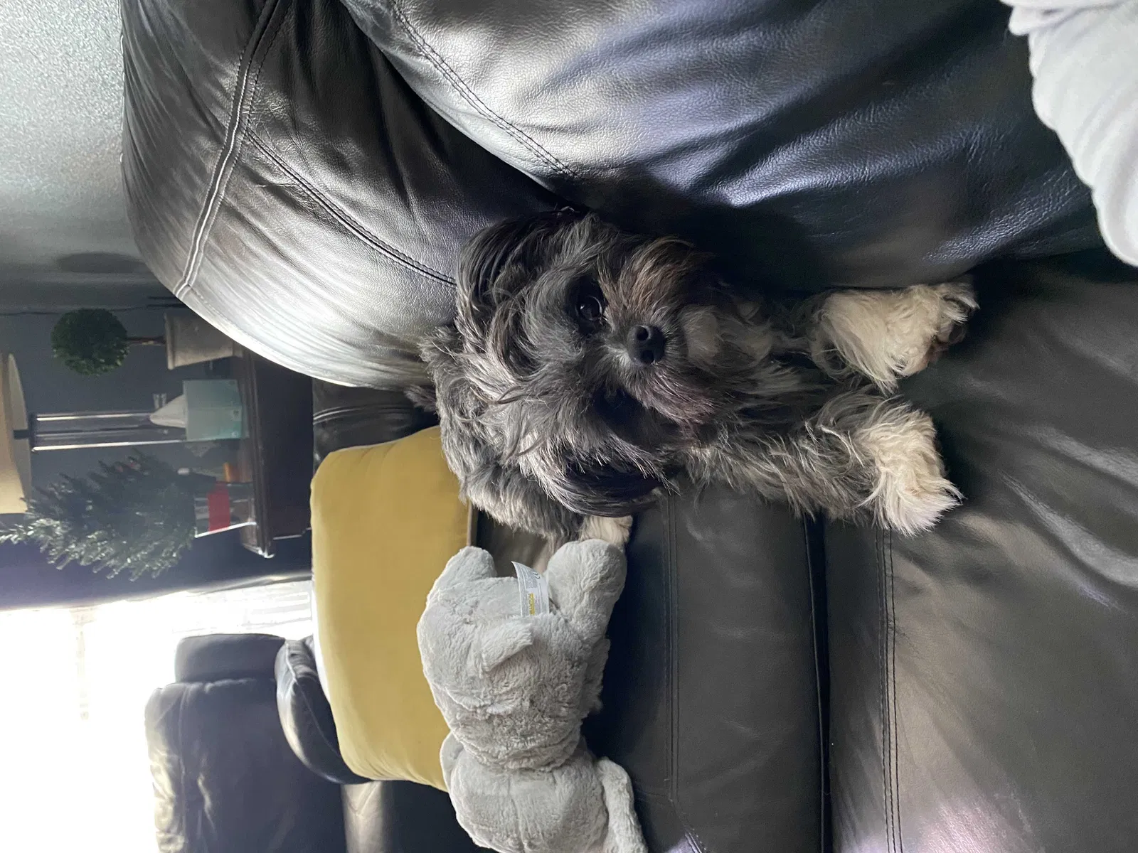 Lost dog in Fort Worth, TX, 76105