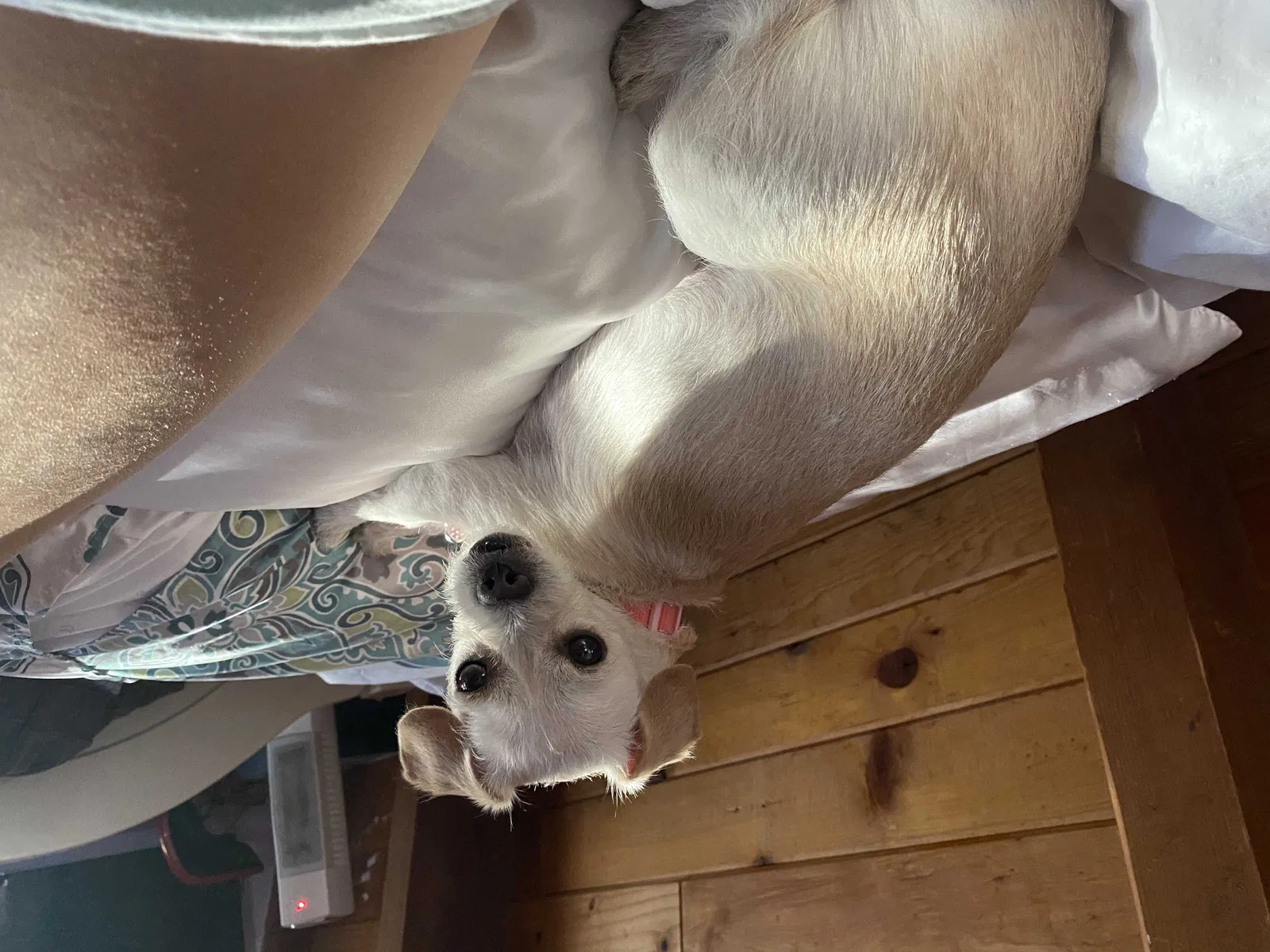 Lost dog in Burbank, CA, 91505