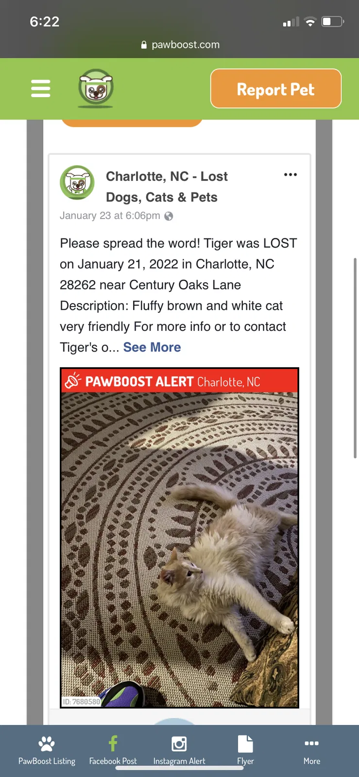 Lost cat in Charlotte, NC, 28262