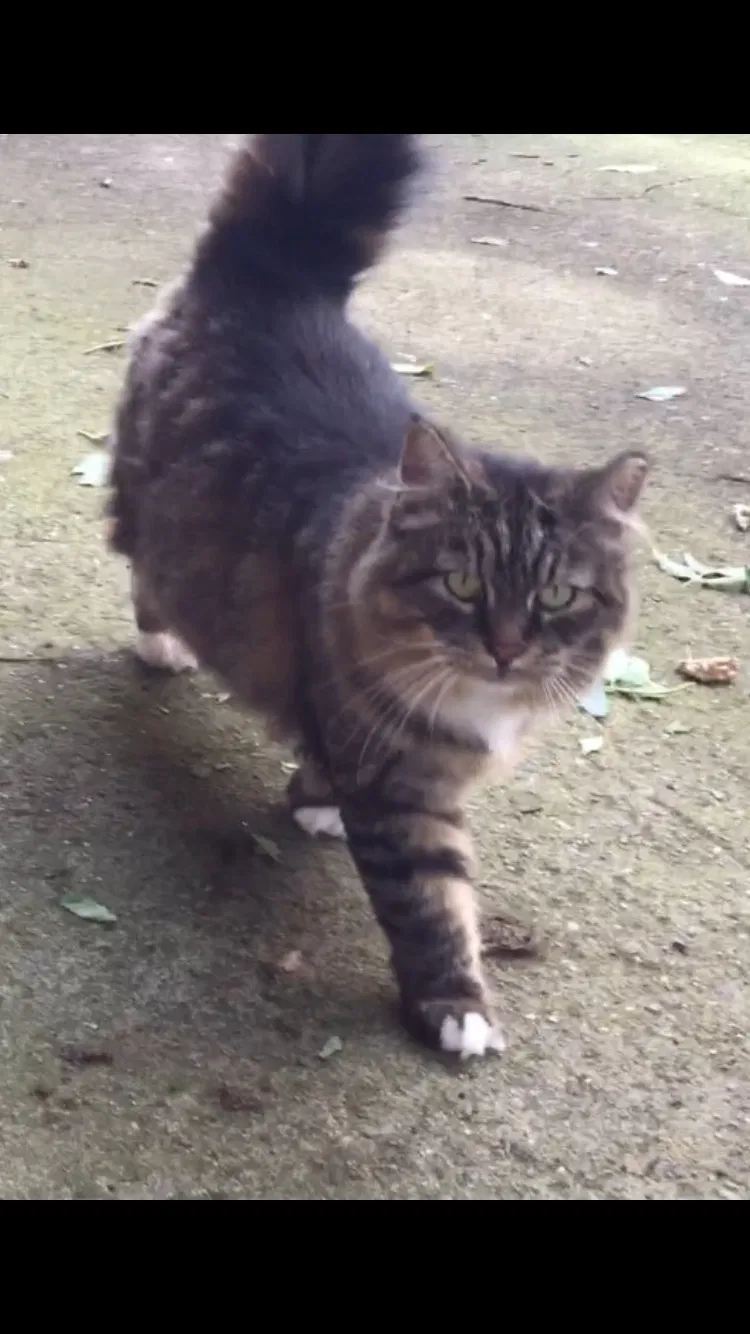 Lost cat in Brooklyn, NY, 11234