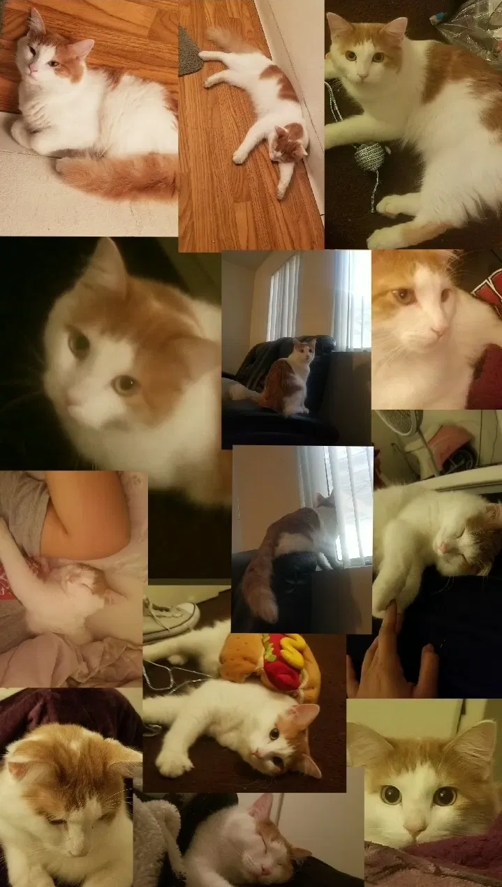 Lost cat in Chandler, AZ, 85225