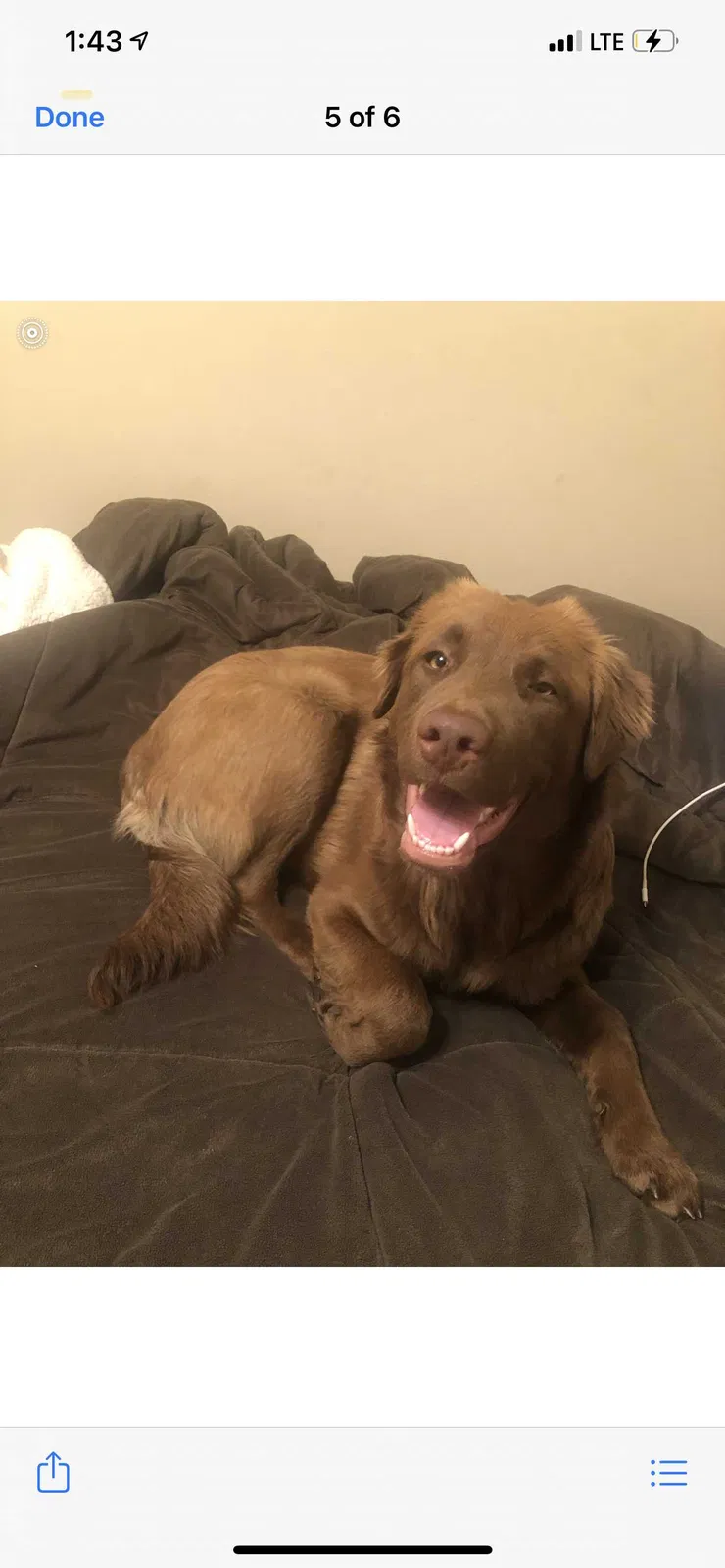 Lost dog in Tulsa, OK, 74137