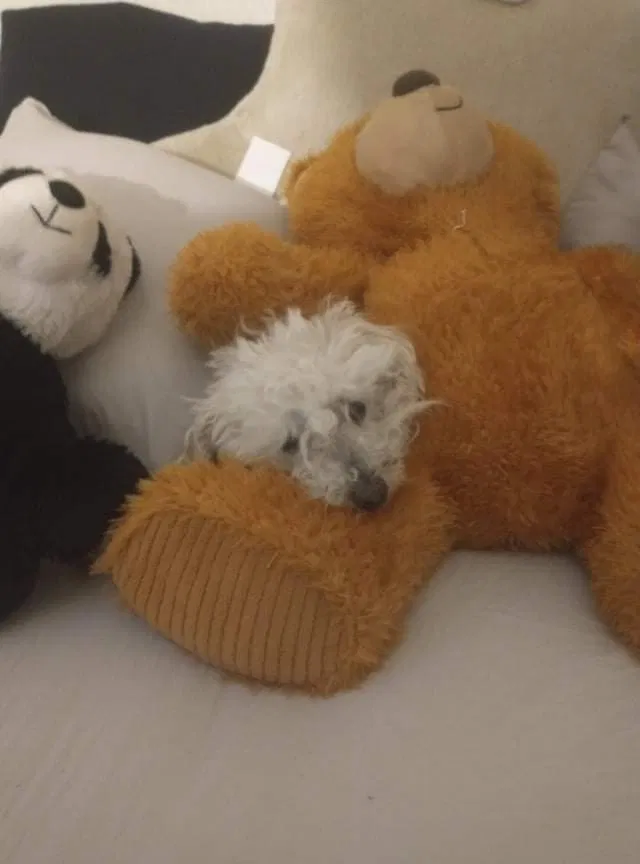 Lost dog in Lancaster, CA, 93535
