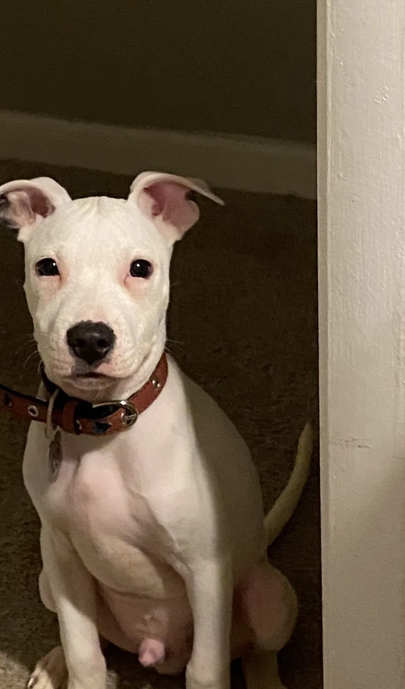 Lost dog in Unknown, NC, 27