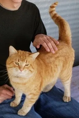 Lost cat in Mansfield, TX, 76063