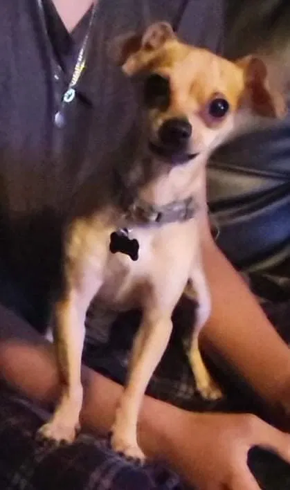 Lost dog in La Puente, CA, 91746