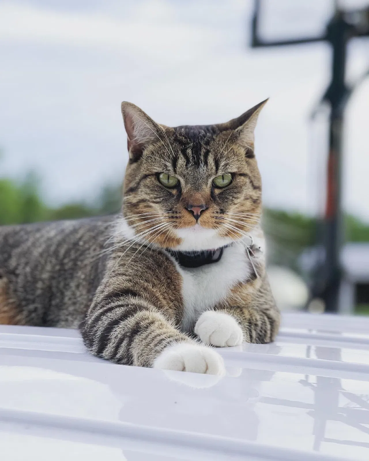 Lost cat in Danville, AL, 35619