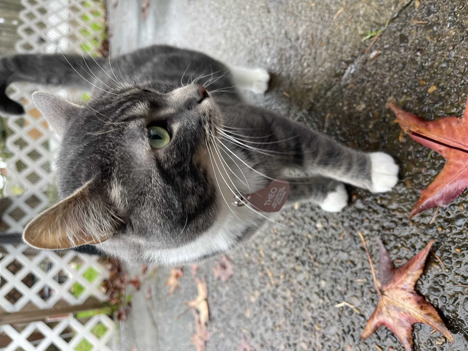 Lost cat in Portland, OR, 97220