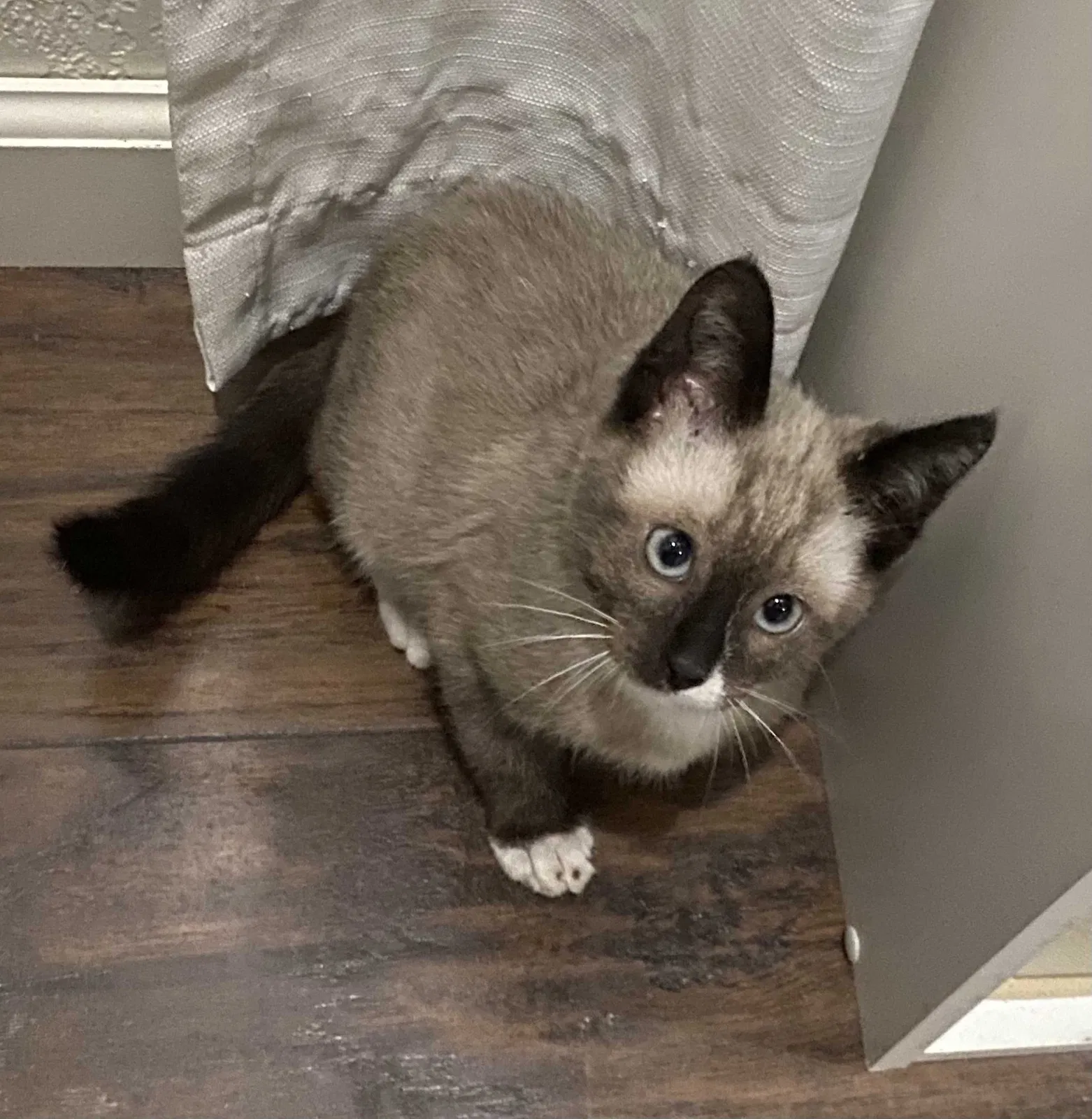 Lost cat in Bloomington, CA, 92316