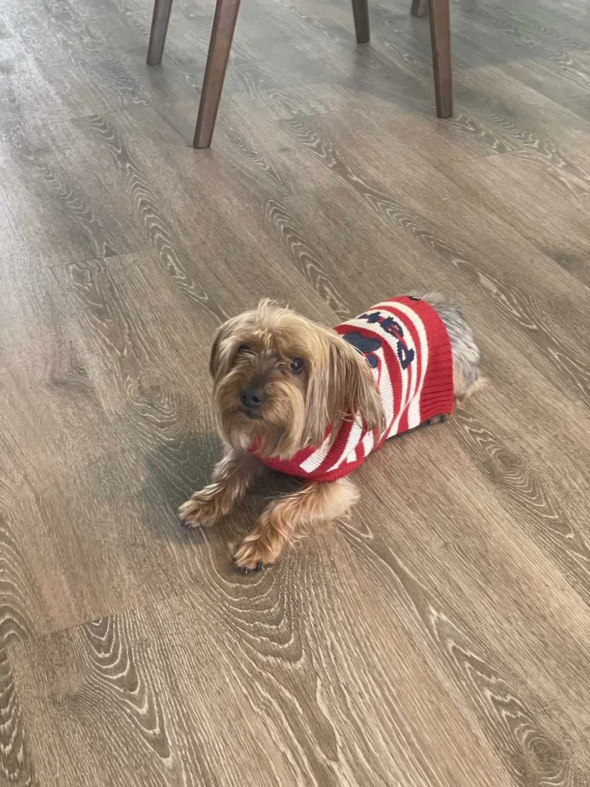 Lost dog in Katy, TX, 77494