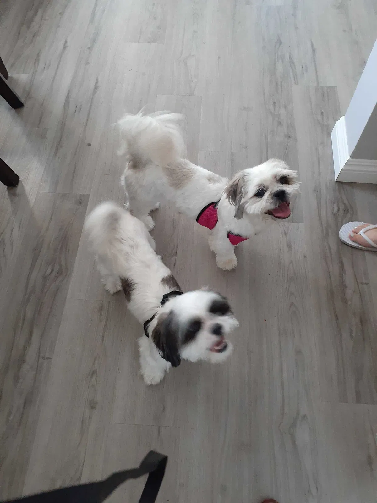 Lost dog in Fontana, CA, 92335