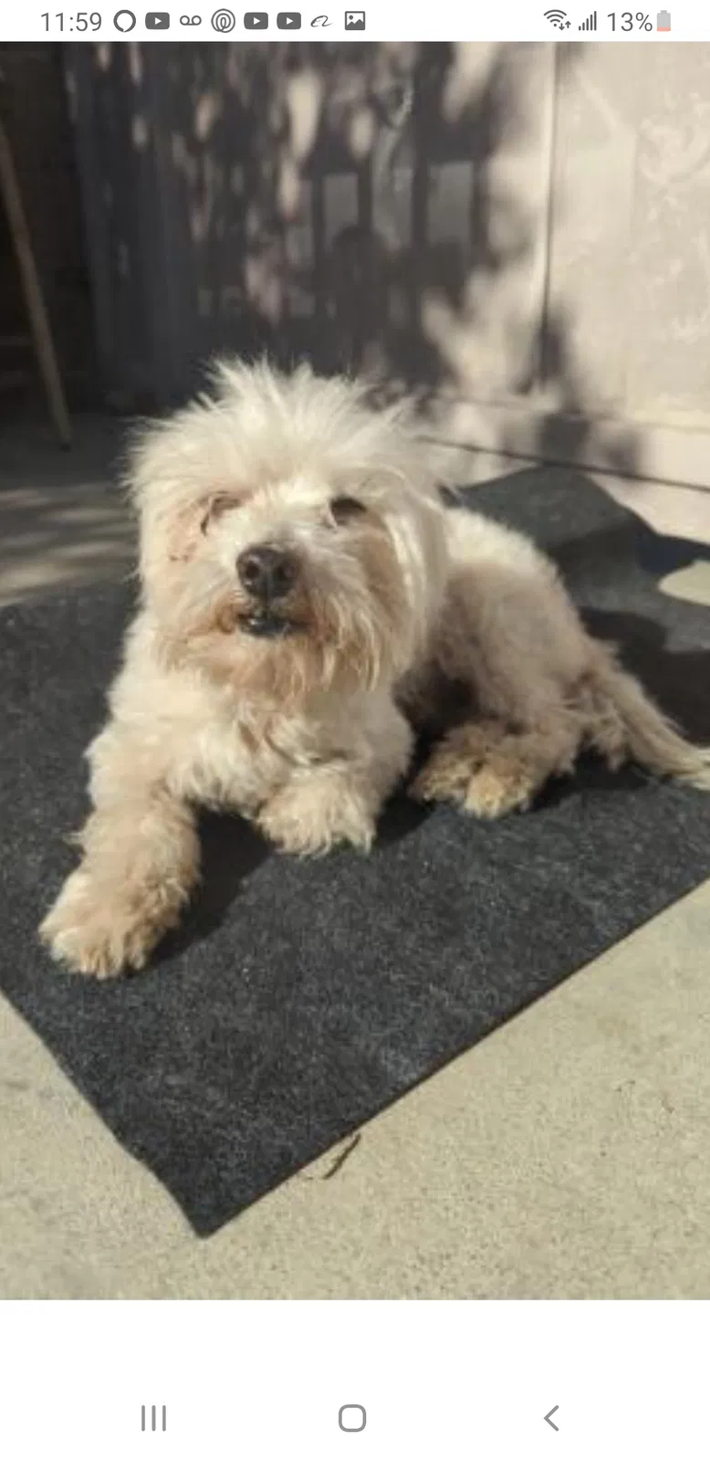 Lost dog in Los Angeles, CA, 90022