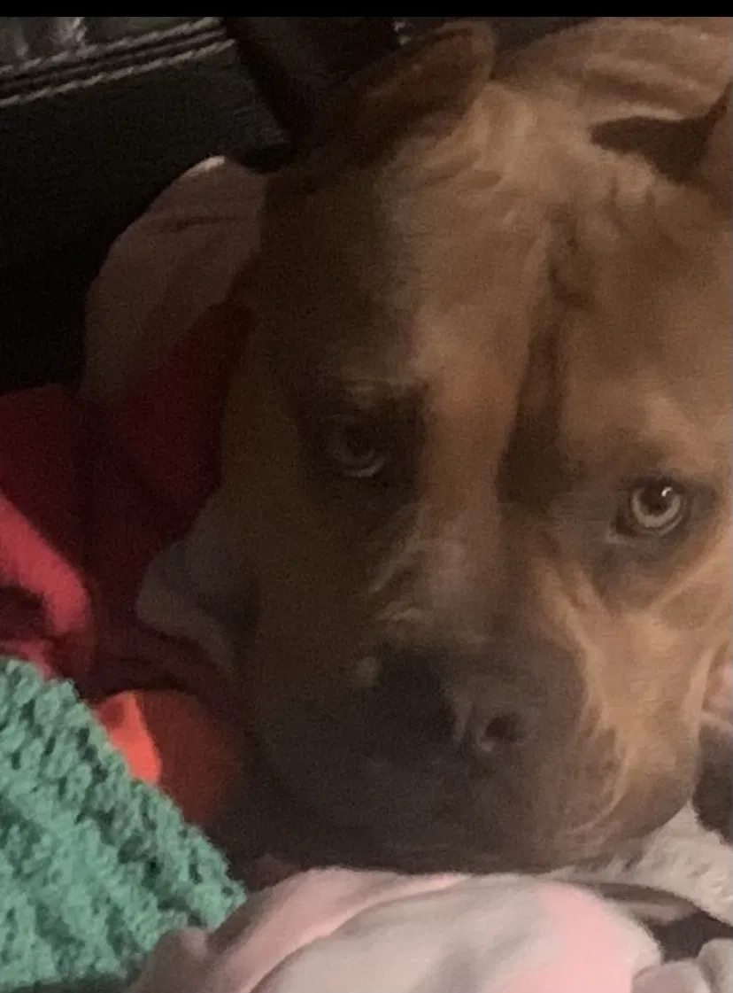 Lost dog in Louisville, KY, 40210