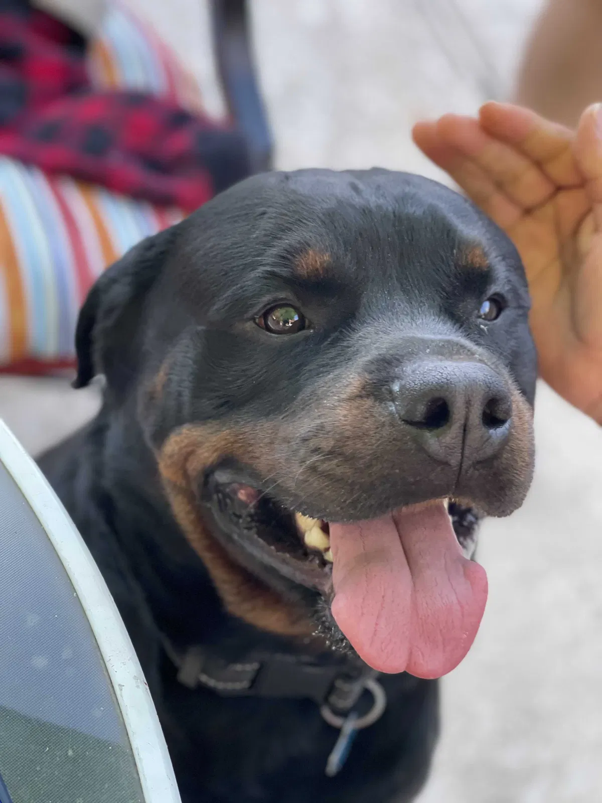 Lost dog in Humble, TX, 77346