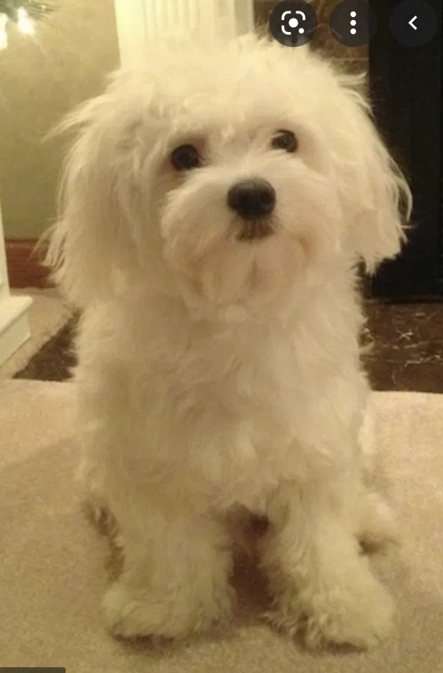 Lost dog in Albuquerque, NM, 87105