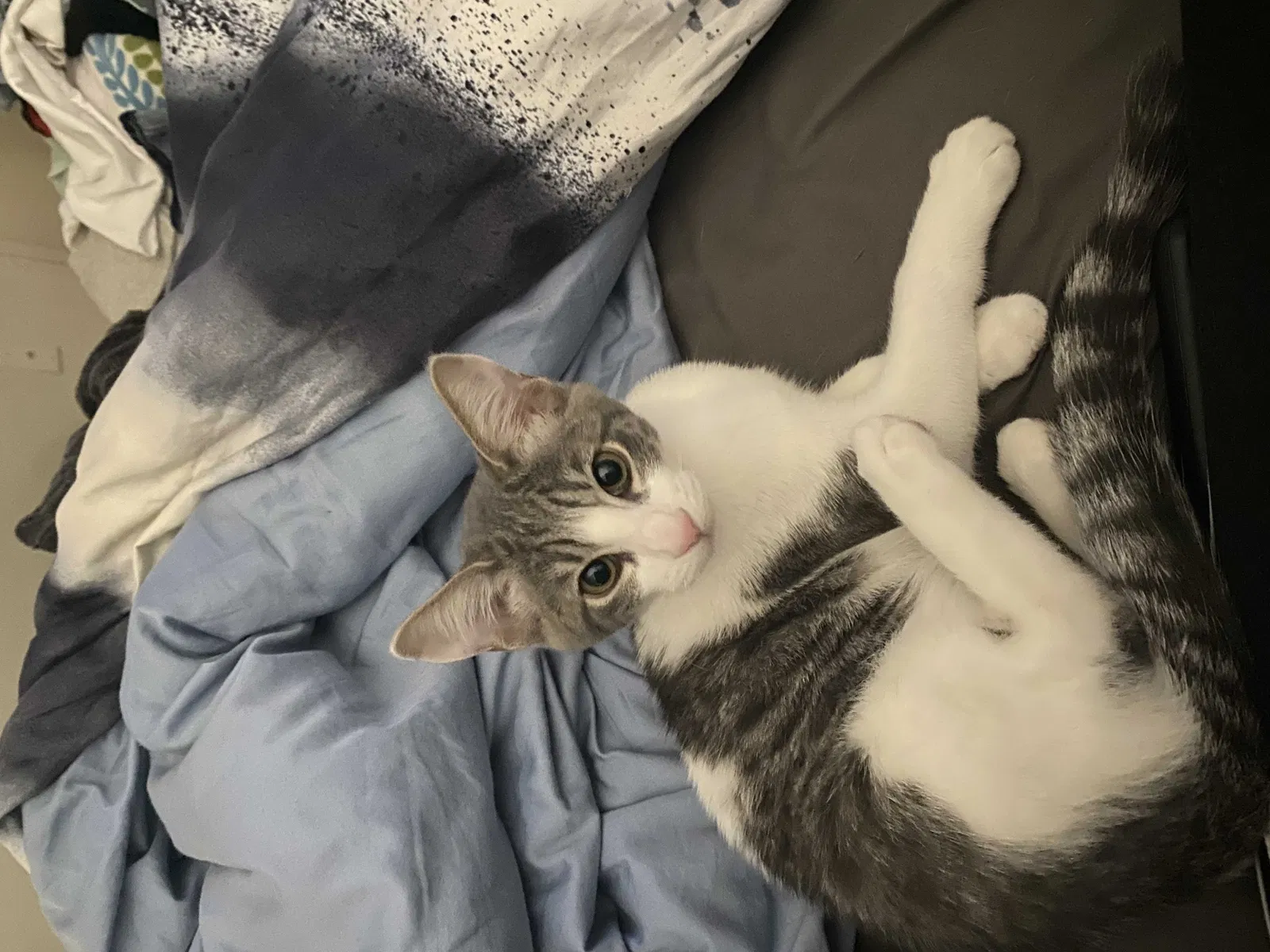 Lost cat in Ripon, CA, 95366