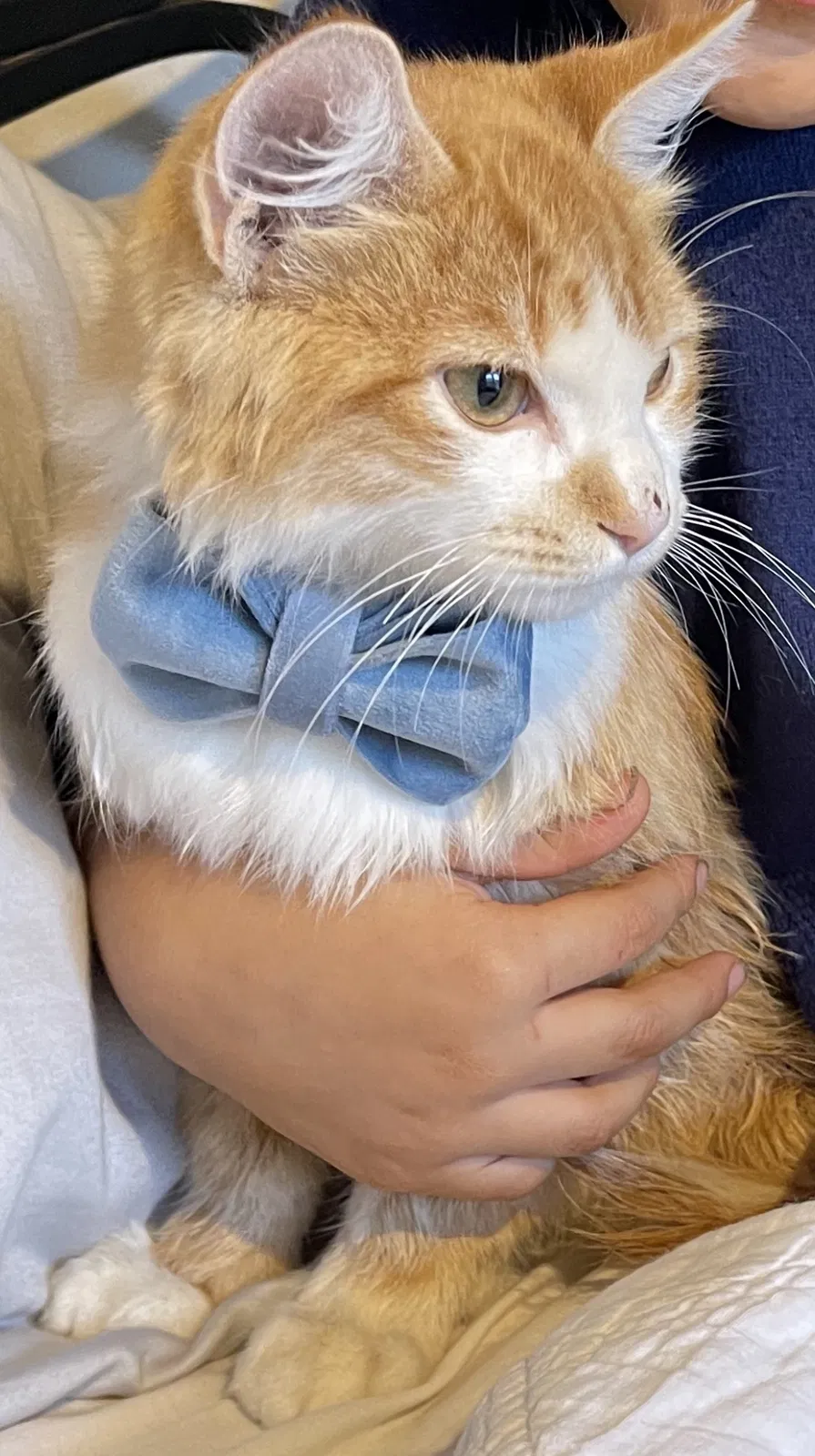 Lost cat in San Antonio, TX, 78264